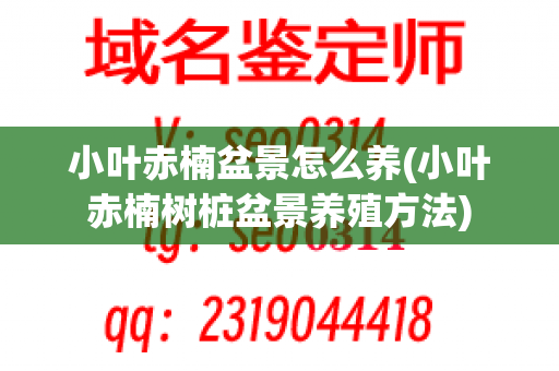 小叶赤楠盆景怎么养(小叶赤楠树桩盆景养殖方法)